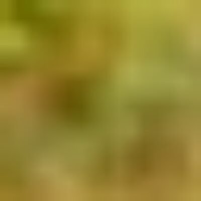 Profile picture of Ransford