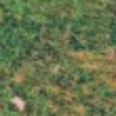 Profile picture of Ala Felix