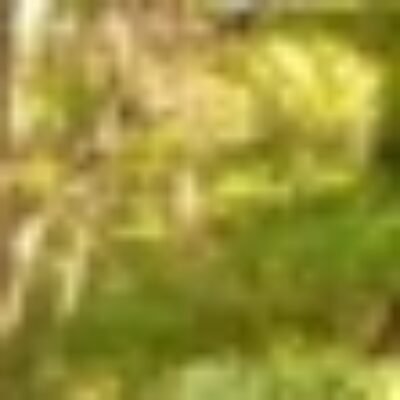 Profile picture of Shanti