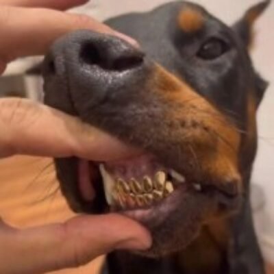 Profile picture of wiz